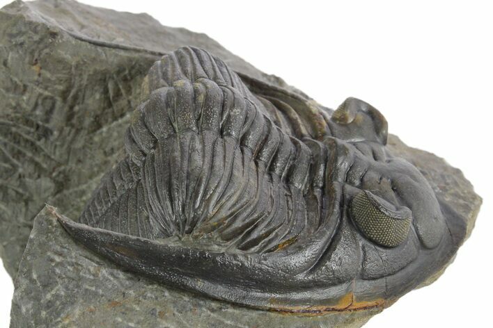 Fossil Zlichovaspis Trilobite - Atchana, Morocco #347300